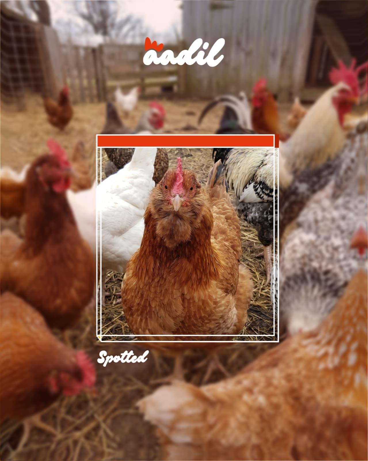 Free-range hen portrait framed with the Aadil mark