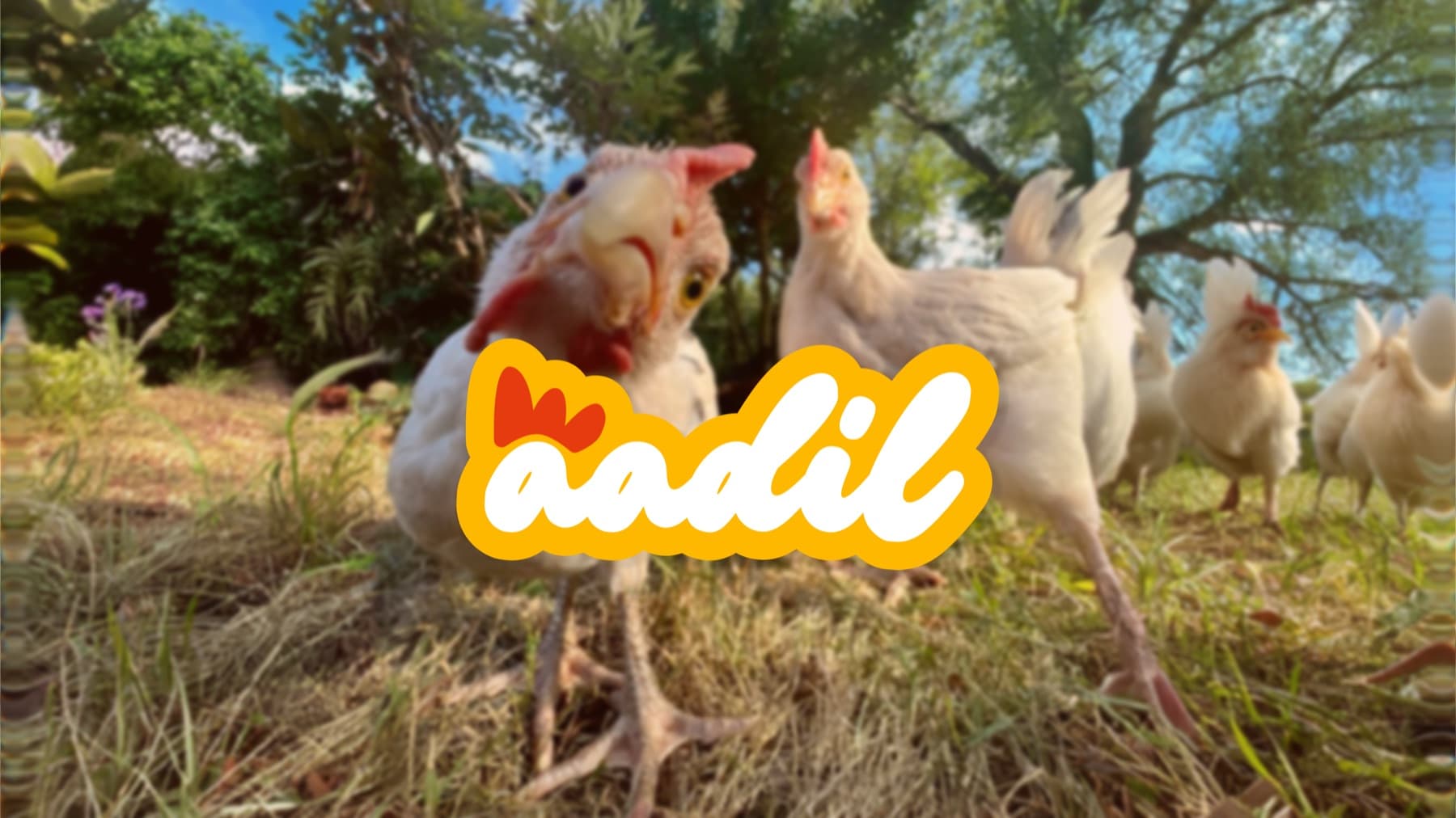 Aadil logotype set over free-range poultry